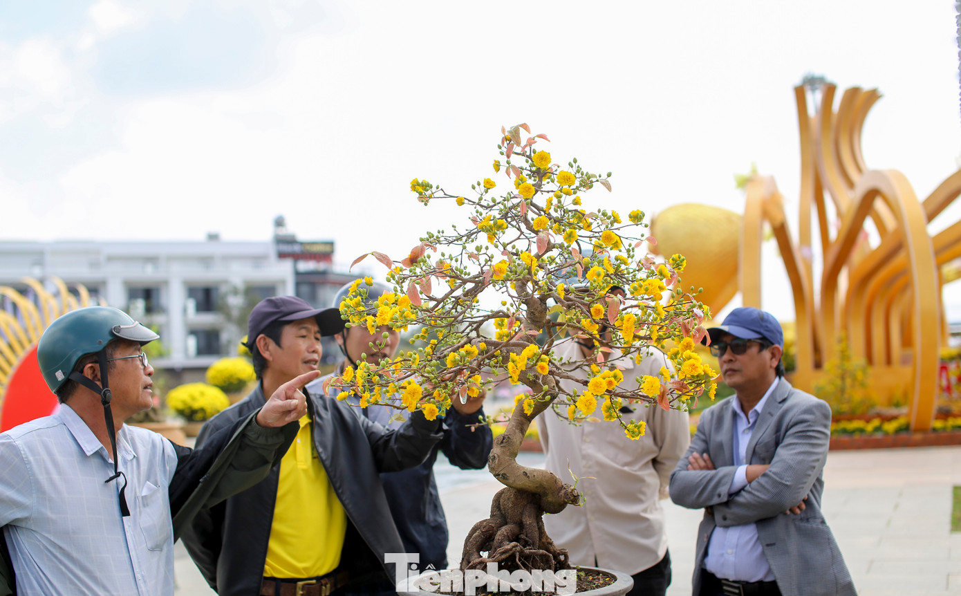 Theo đánh giá của Ban tổ chức, lễ hội mai vàng năm nay thu hút số lượng tác phẩm lớn, kiểu dáng đẹp. Ảnh: Trương Định