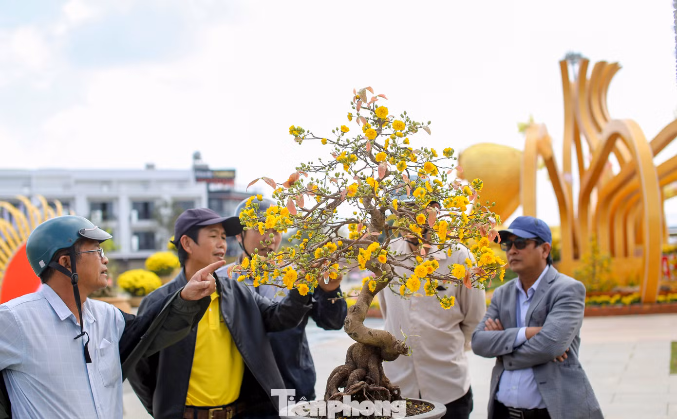 Theo đánh giá của Ban tổ chức, lễ hội mai vàng năm nay thu hút số lượng tác phẩm lớn, kiểu dáng đẹp. Ảnh: Trương Định