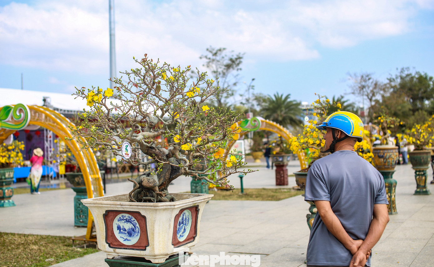 Đặc biệt, lễ hội cũng là dịp để những người yêu cây mai vàng giao lưu, học hỏi và hợp tác với nhau. Ảnh: Trương Định