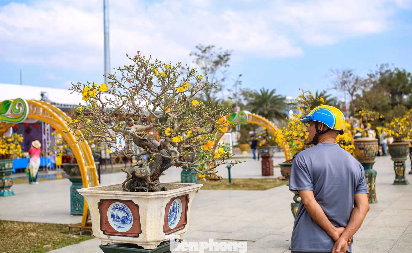 Đặc biệt, lễ hội cũng là dịp để những người yêu cây mai vàng giao lưu, học hỏi và hợp tác với nhau. Ảnh: Trương Định