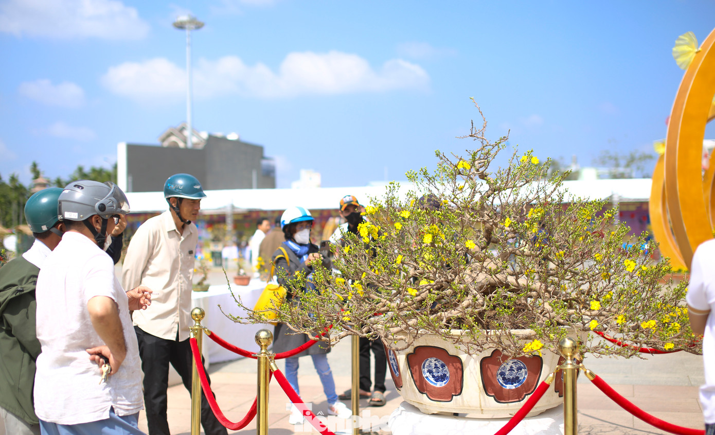 Người dân tham quan, chiêm ngưỡng những tác phẩm mai vàng được triển lãm tại lễ hội. Ảnh: Trương Định