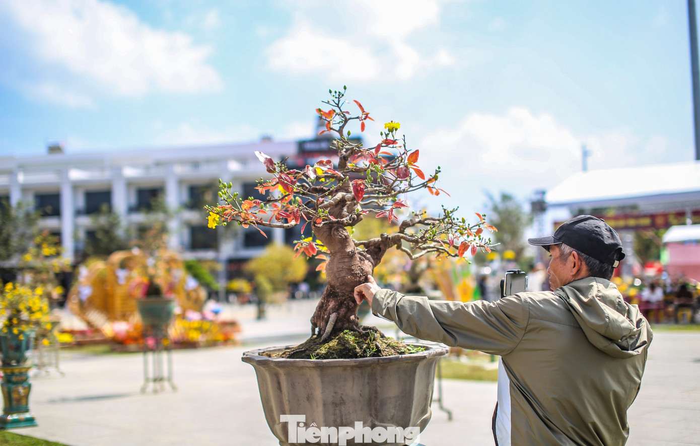 Người dân livestream giới thiệu những tác phẩm mai bonsai. Ảnh: Trương Định