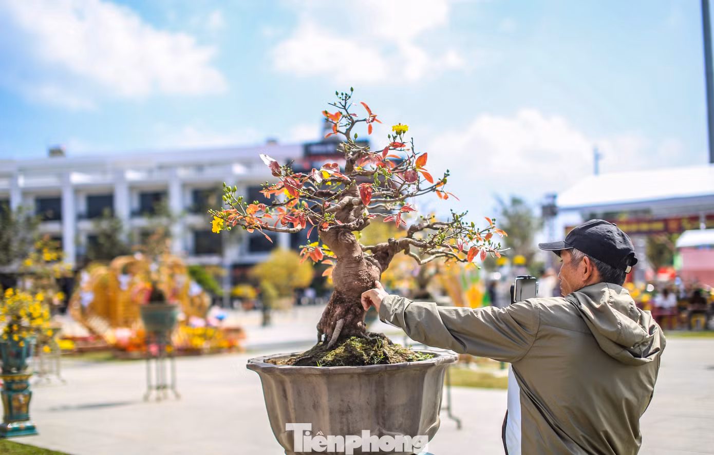 Người dân livestream giới thiệu những tác phẩm mai bonsai. Ảnh: Trương Định