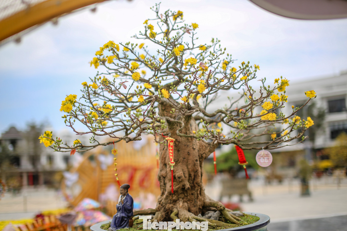Những tác phẩm mai vàng cổ thụ, dáng thế độc lạ có giá trị kinh tế cao. Ảnh: Trương Định