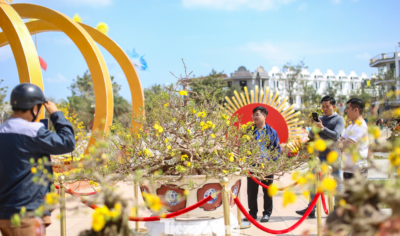 Chương trình lễ hội mai vàng sẽ được khai mạc vào tối nay (6/2) tại Quảng trường Trung tâm văn hóa thị xã An Nhơn. Ảnh: Trương Định