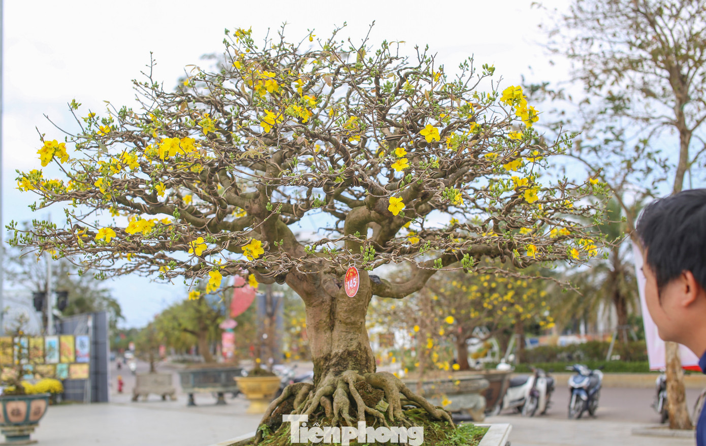 Những tác phẩm mai vàng cổ thụ, dáng thế độc lạ có giá trị kinh tế cao. Ảnh: Trương Định