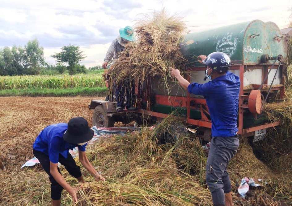 Ngoài tham gia trực tại các chốt kiểm soát dịch COVID-19, các ĐVTN cũng thay phiên nhau hỗ trợ thu hoạch lúa giúp người dân. Ngoài tham gia trực tại các chốt kiểm soát dịch COVID-19, các ĐVTN cũng thay phiên nhau hỗ trợ thu hoạch lúa giúp người dân.