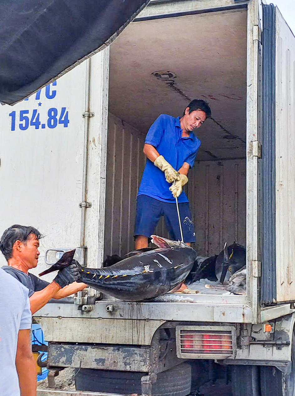 Cá ngừ đại dương được đưa lên xe đi tiêu thụ. Ảnh: Trương Định