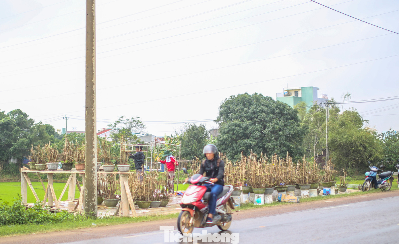 Thị xã An Nhơn được xem là thủ phủ mai vàng lớn nhất miền Trung, với hàng ngàn hộ dân trồng mai, diện tích khoảng 145ha. Vài năm gần đây, mai Tết đem lại nguồn thu lớn cho địa phương. Ảnh: Trương Định