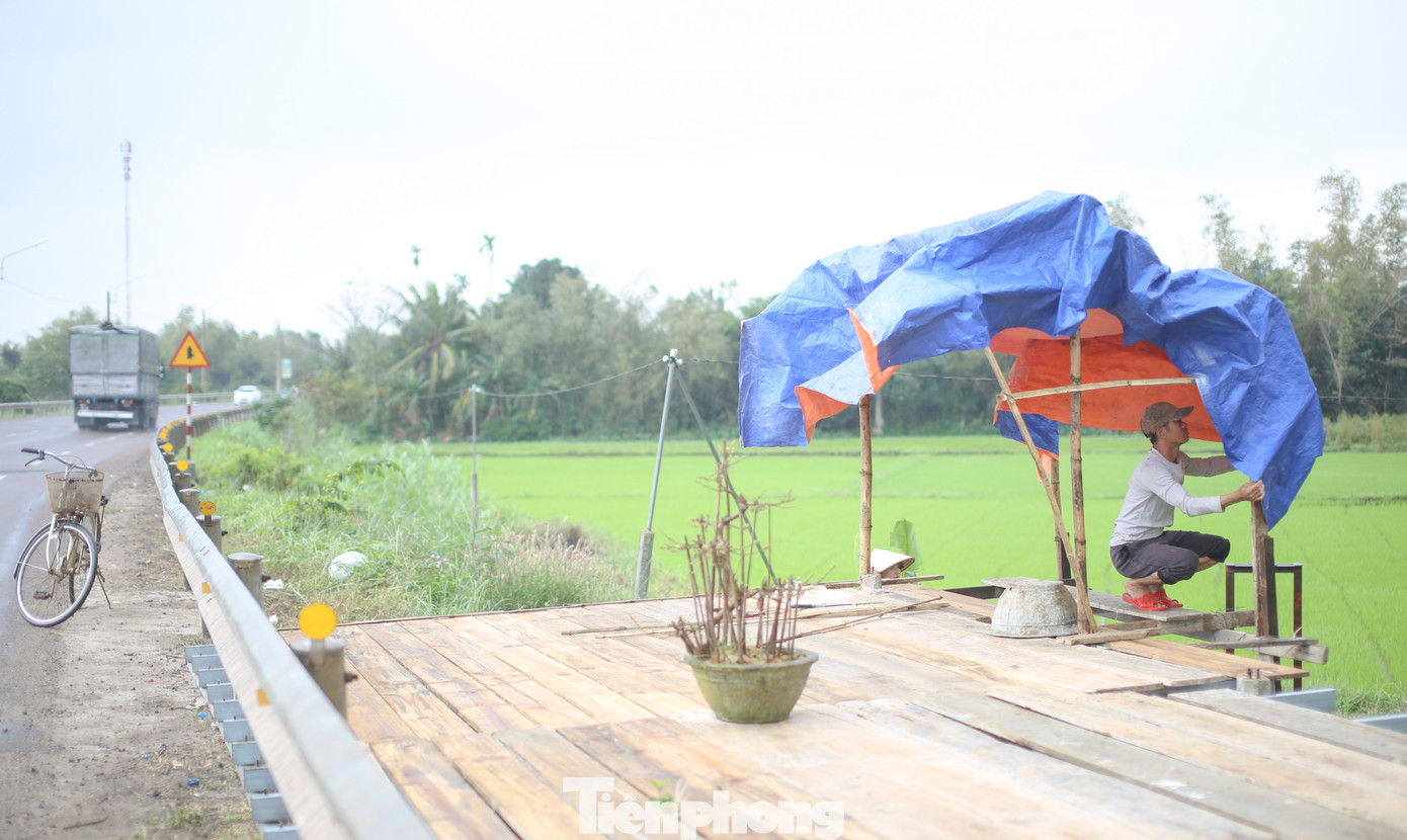 Nhà vườn tranh thủ dựng sạp để đưa mai ra bày bán. Ảnh: Trương Định