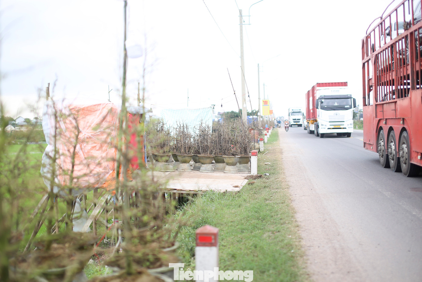 Tuyến đường tránh qua thị xã An Nhơn, nơi các nhà vườn đưa mai lên bãi để trưng bày, bán cho thương lái và khách đi đường. Ảnh: Trương Định