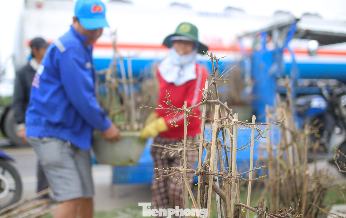 Ông Nguyễn Văn Hùng (52 tuổi, phường Nhơn Hưng, thị xã An Nhơn) cho biết, gia đình thuê bãi với giá 4 triệu đồng để đưa mai ra bày bán. Vụ Tết năm nay vườn của ông có khoảng 400 chậu có thể phục vụ cho thị trường. Ảnh: Trương Định