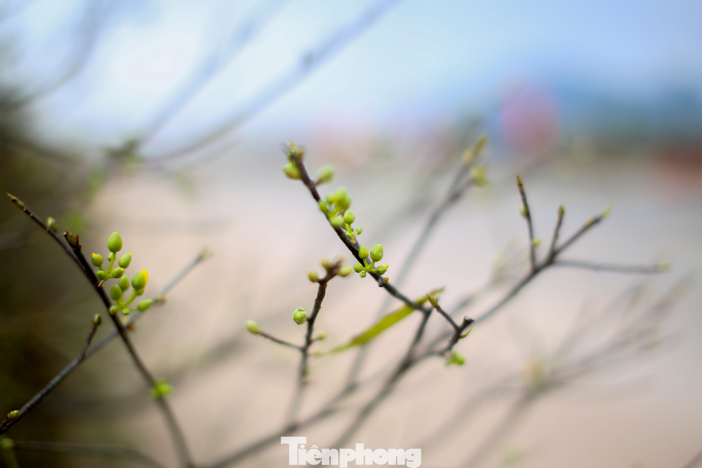 Theo ông Hùng, so với mọi năm, cây mai thời điểm này lượng bông búp tương đối, chủ yếu phục vụ cho các thị trường phía Bắc. “Bữa giờ bán lai rai cũng được vài ba cây, nhưng nhìn chung năm nay kinh tế khó khăn thị trường mai cũng còn ảm đạm”, ông nói. Ảnh: Trương Định