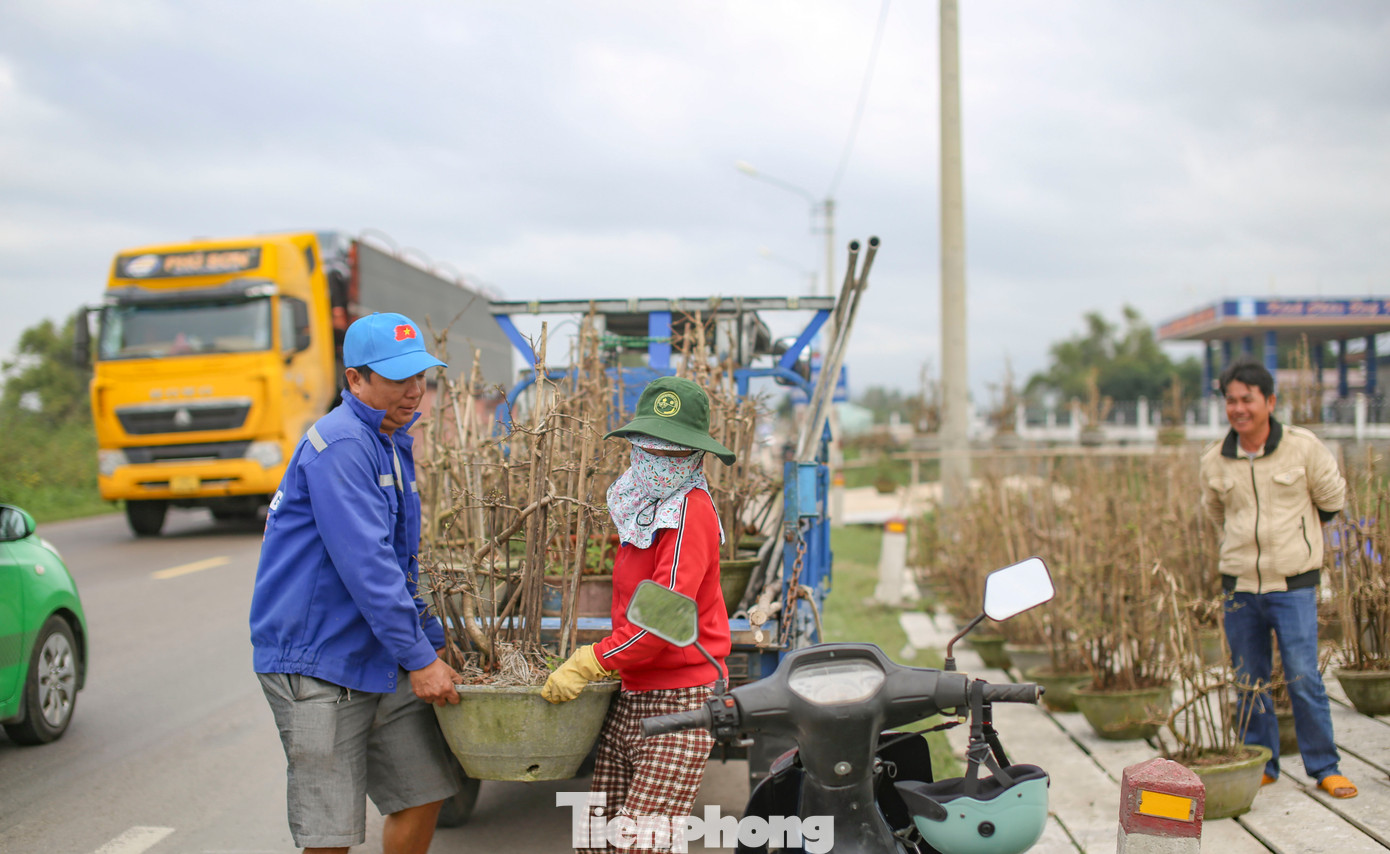 Ông Nguyễn Văn Hùng (52 tuổi, phường Nhơn Hưng, thị xã An Nhơn) cho biết, gia đình thuê bãi với giá 4 triệu đồng để đưa mai ra bày bán. Vụ Tết năm nay vườn của ông có khoảng 400 chậu có thể phục vụ cho thị trường. Ảnh: Trương Định
