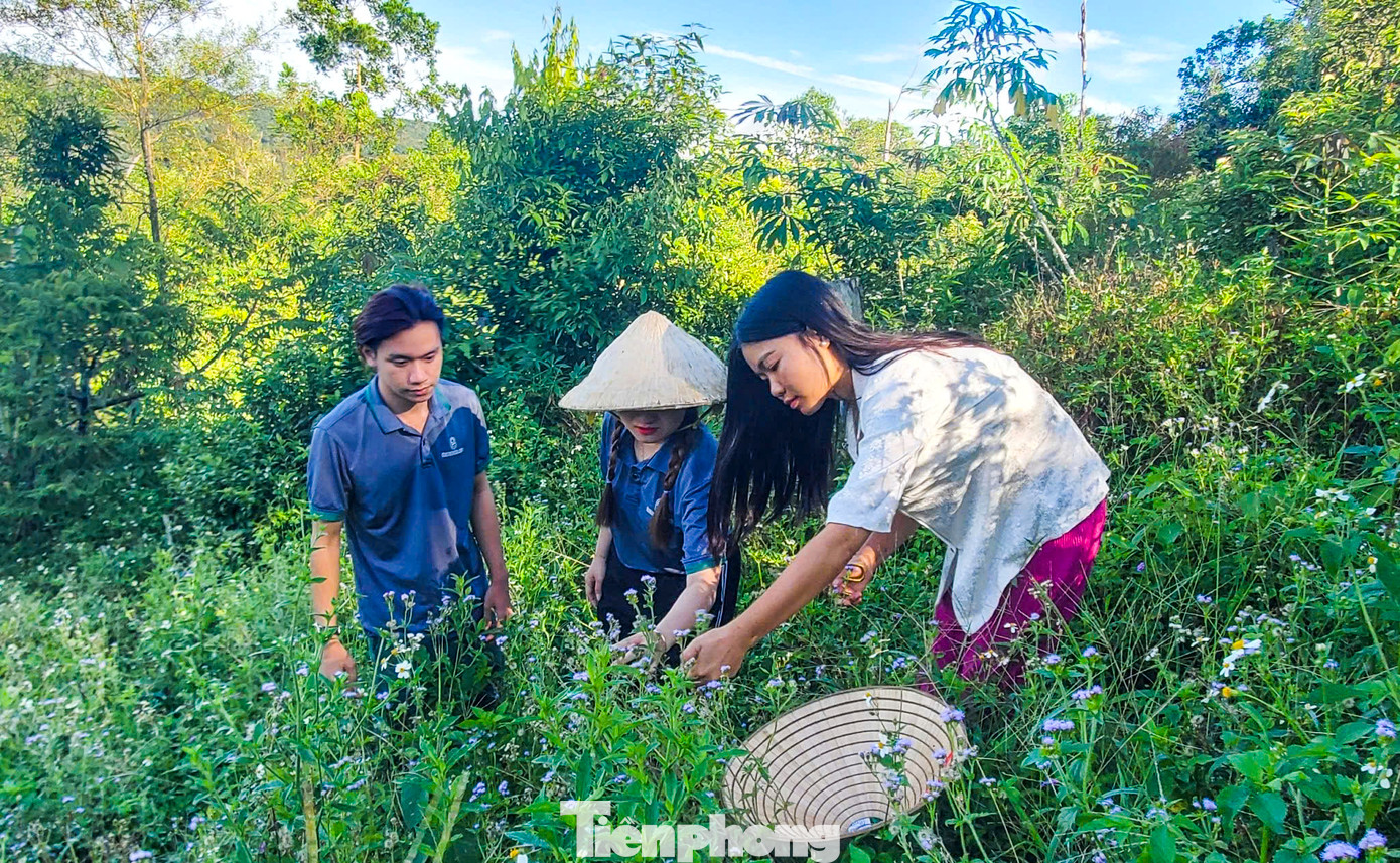 Các bạn trẻ tìm kiếm dược liệu, là những cây cỏ bản địa.
