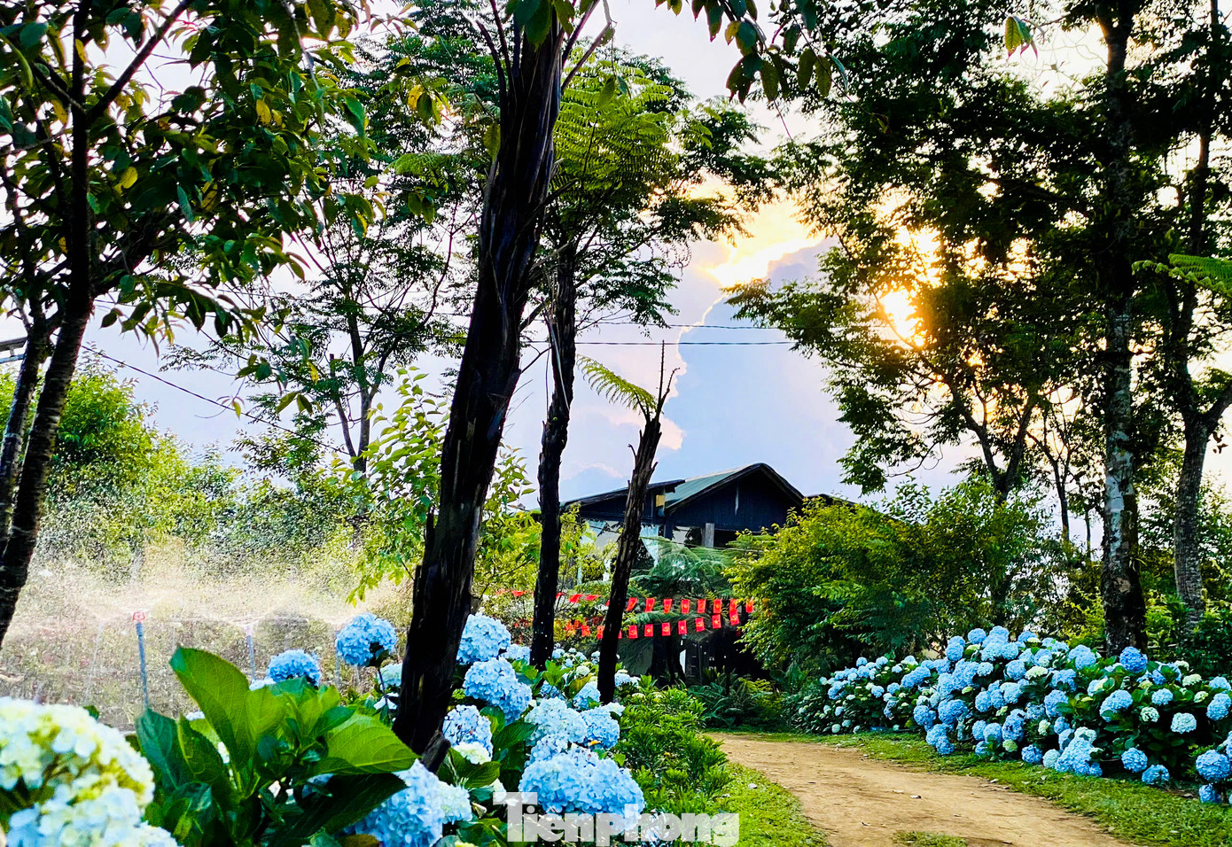 Ngoài triển khai mô hình dược liệu, nhóm bạn trẻ còn xây dựng hệ sinh thái kinh tế xanh – du lịch – cộng đồng.