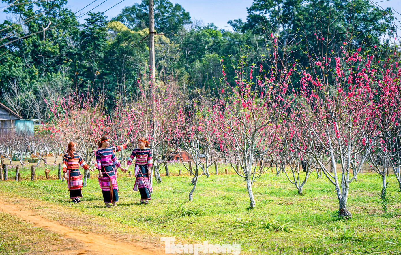 Vườn hoa đào nở rực, nhuộm thắm một vùng núi rừng xã Vĩnh Sơn (huyện Vĩnh Thạnh). Ảnh: Dũng Nhân