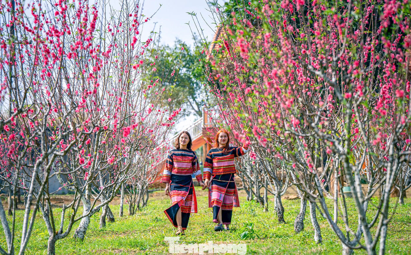Từ năm 2016, Vĩnh Sơn bắt đầu đưa vào trồng thí điểm các loại rau và hoa ôn đới. Đây là dự án trồng hoa tạo cảnh quan cho khu du lịch sinh thái, nghỉ dưỡng đang được hình thành tại Vĩnh Sơn. Hoa đào, hoa dã quỳ, hoa cẩm tú cầu được người dân trồng hai bên đường, trồng xung quanh nhà tạo nên cảnh quan đẹp mắt. Ảnh: Dũng Nhân