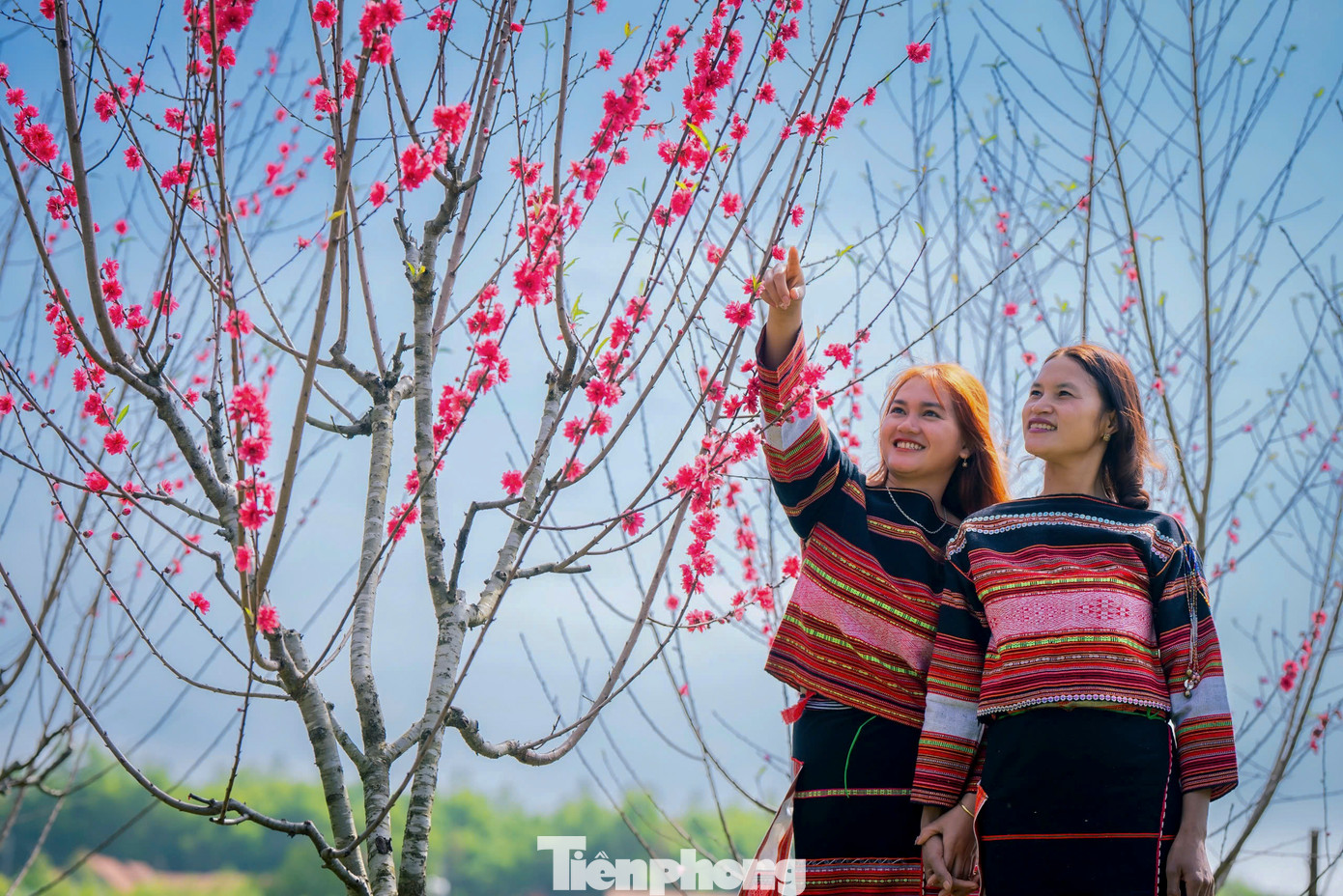 Bên cạnh đó, những năm qua, thông qua Hội hữu nghị Nhật – Việt TP Sakai (Nhật Bản), tỉnh Bình Định cũng tiếp nhận nhiều cây giống hoa anh đào các loại, và được trồng tại Vĩnh Sơn. Ảnh: Dũng Nhân