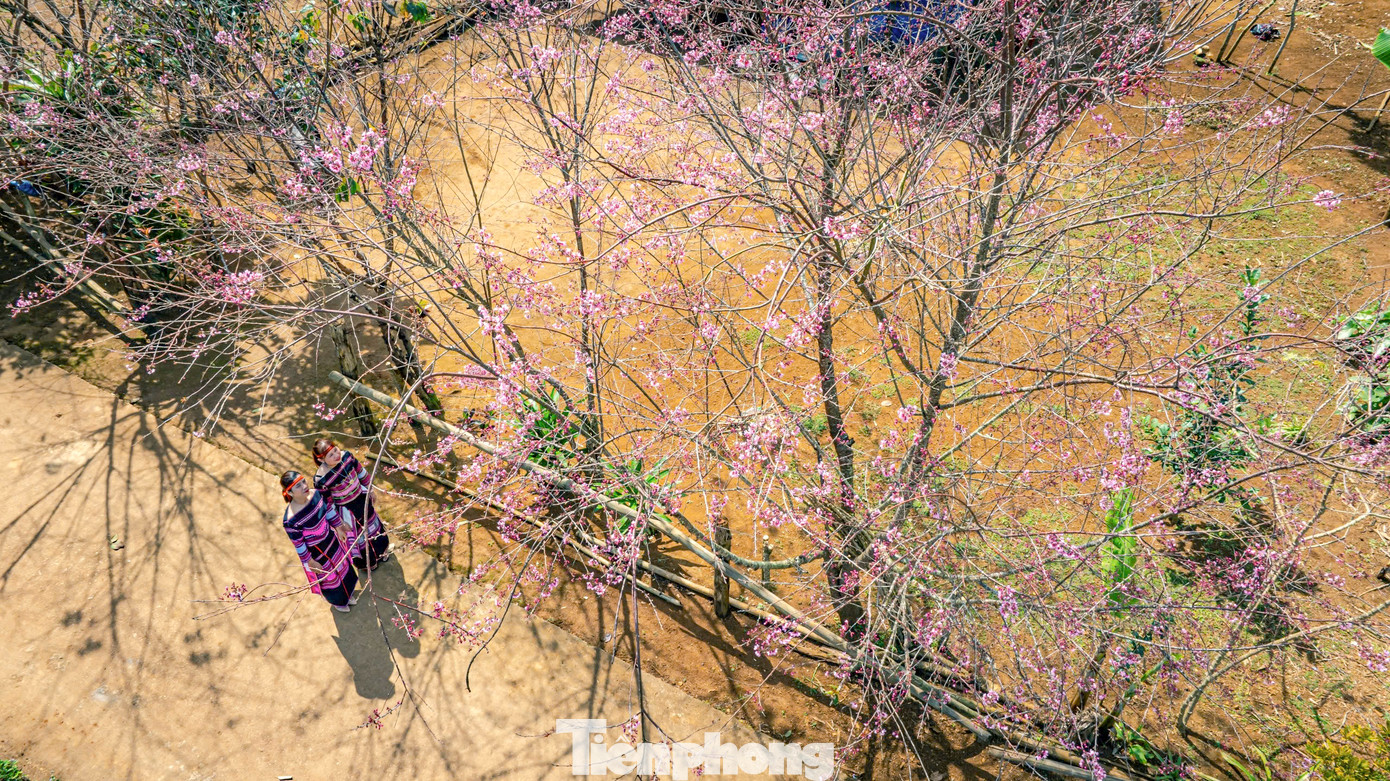 Những cây hoa đào được trồng dọc 2 bên đường để tạo cảnh quan. Ảnh: Dũng Nhân