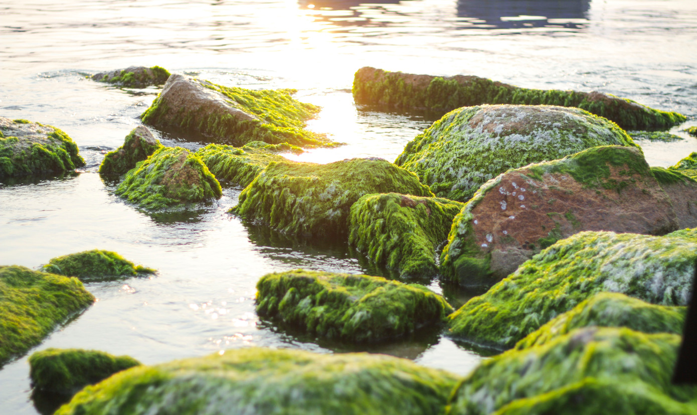 Làng chài Nhơn Hải cũng từ khoảng tháng 3 đến tháng 5, tùy vào tình hình thời tiết, những bãi đá dọc tuyến kè chắn sóng lại khoác lên mình "tấm áo xanh" mềm mại của thảm rêu non, tạo nên quang cảnh đẹp ngỡ ngàng.