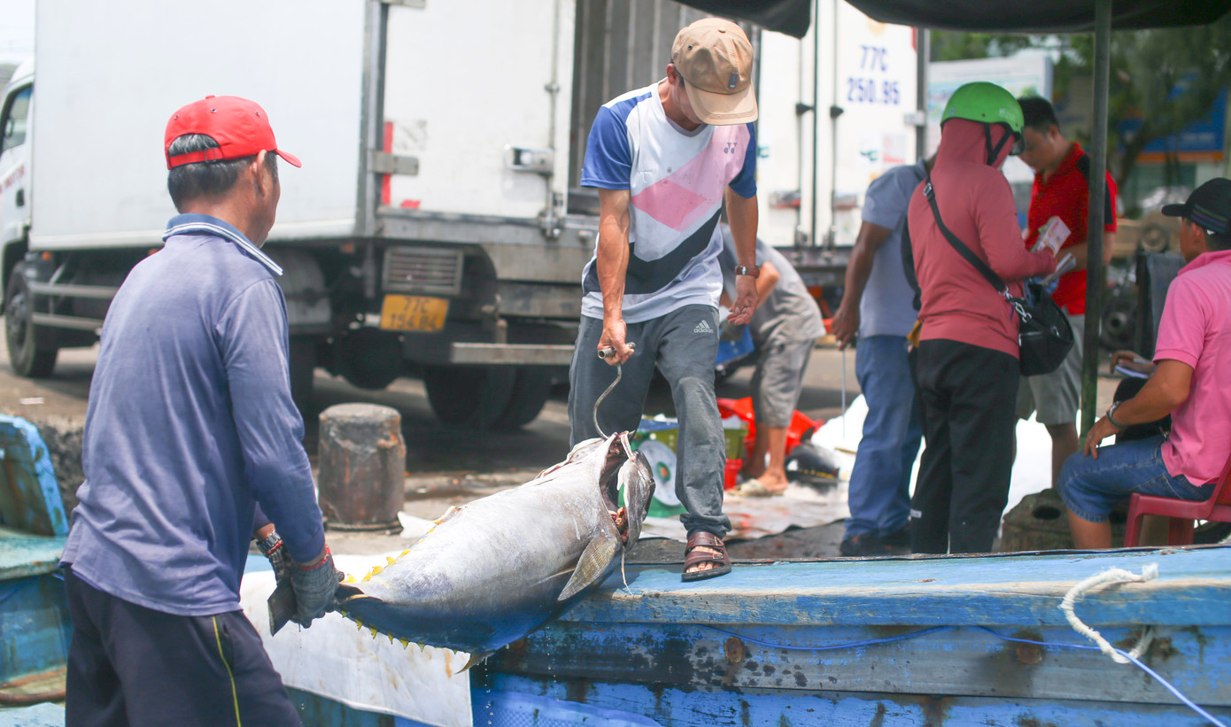 Cá ngừ đại dương được ngư dân đánh bắt mang vào bờ. Ảnh: Trương Định