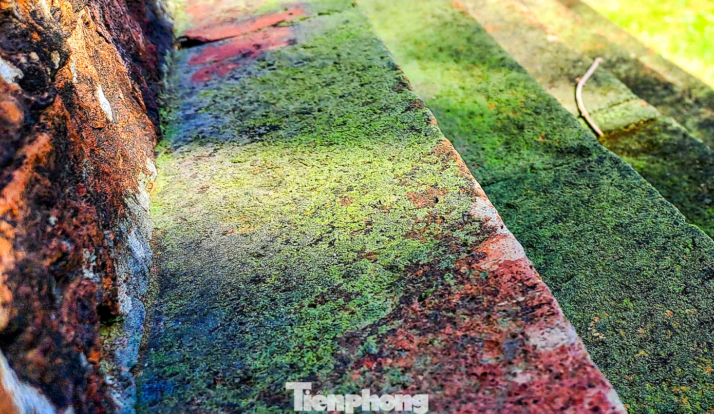 Rêu phong tháp cổ. Ảnh: Trương Định. Rêu phong tháp cổ. Ảnh: Trương Định.