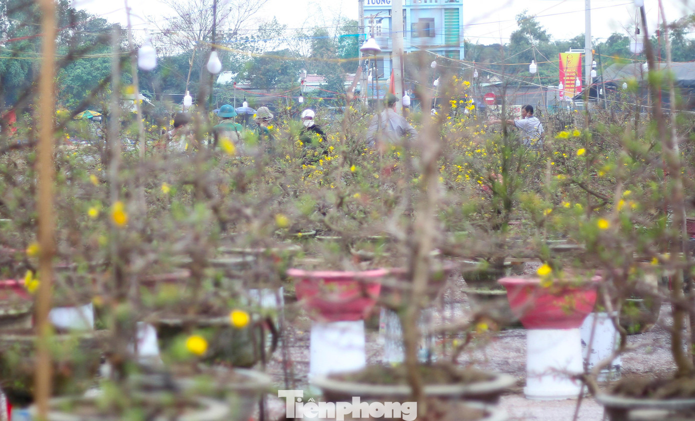 Vắng khách, các chủ vườn ở 'thủ phủ' mai vàng miền Trung rao cây trên mạng xã hội ảnh 1