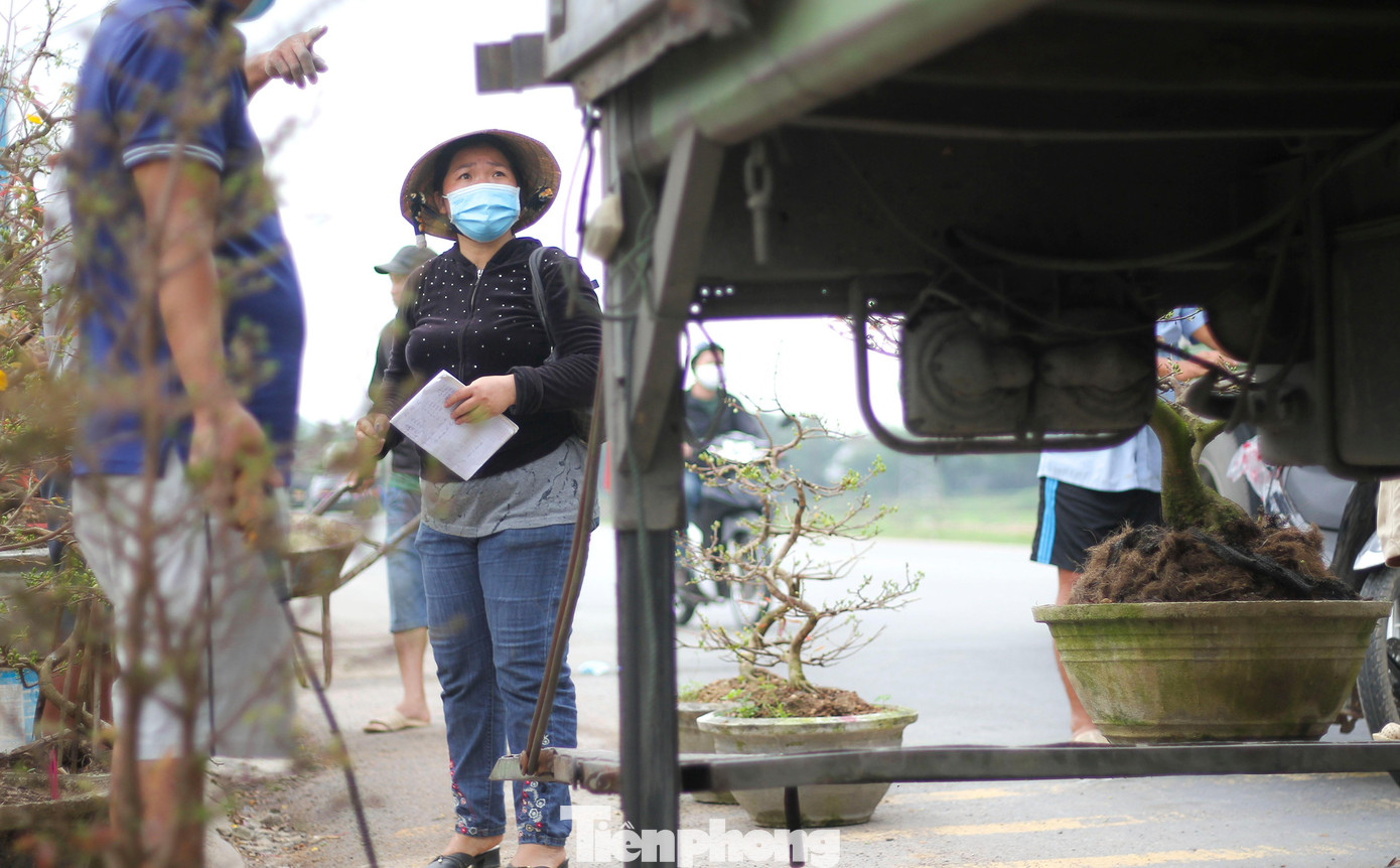 Vắng khách, các chủ vườn ở 'thủ phủ' mai vàng miền Trung rao cây trên mạng xã hội ảnh 8