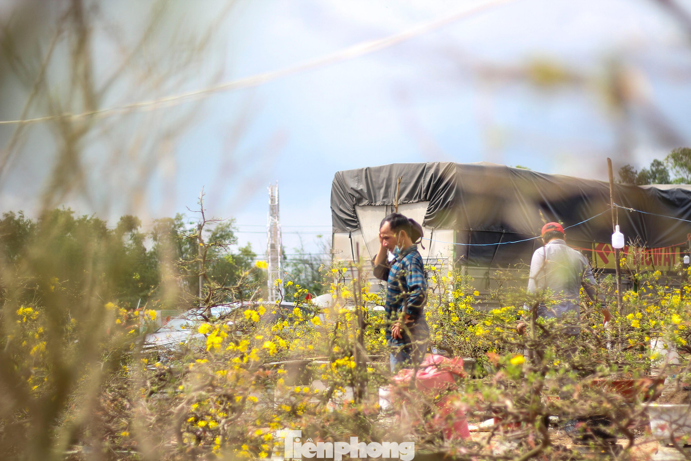 Vắng khách, các chủ vườn ở 'thủ phủ' mai vàng miền Trung rao cây trên mạng xã hội ảnh 2