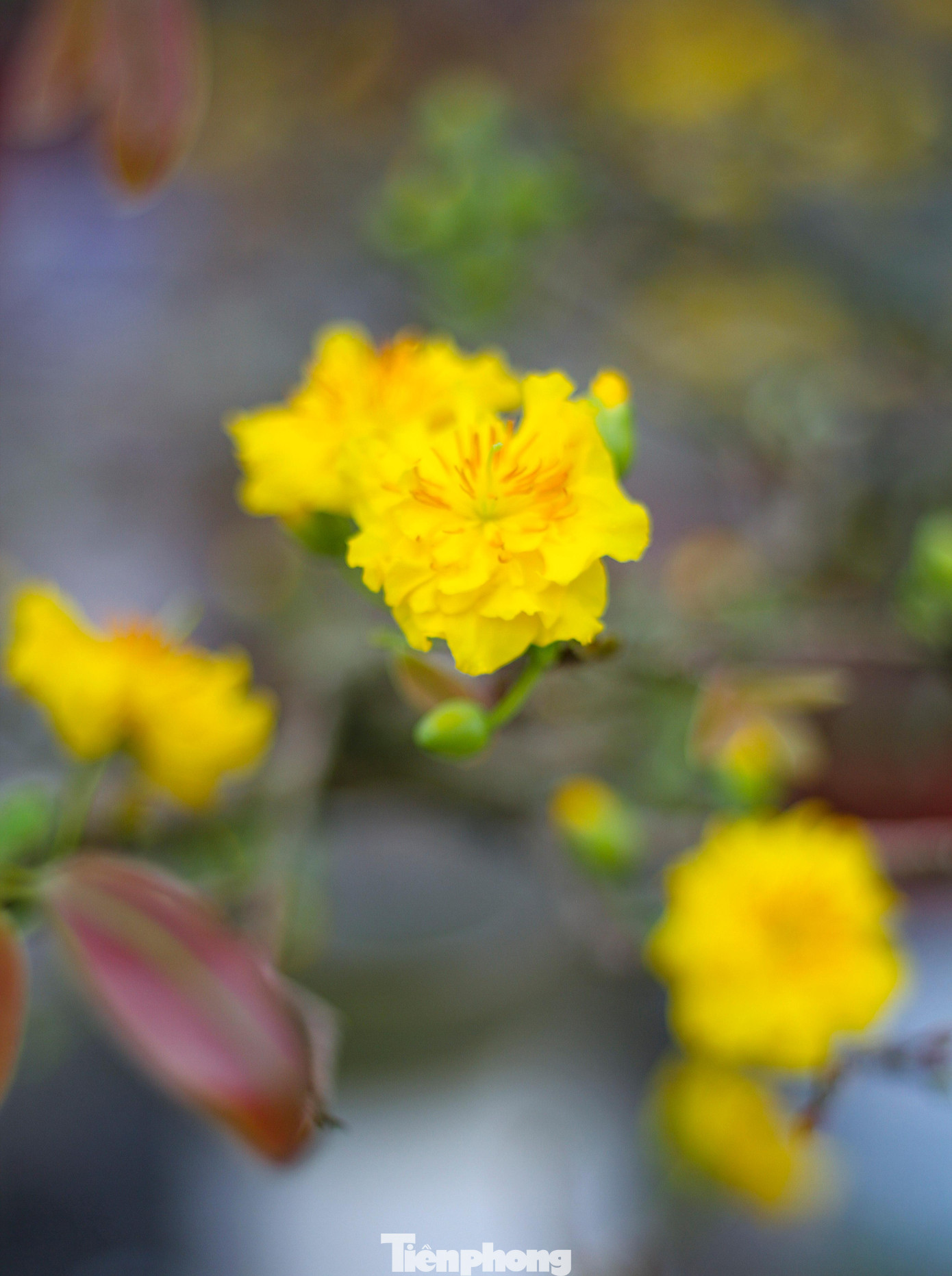 Vắng khách, các chủ vườn ở 'thủ phủ' mai vàng miền Trung rao cây trên mạng xã hội ảnh 4