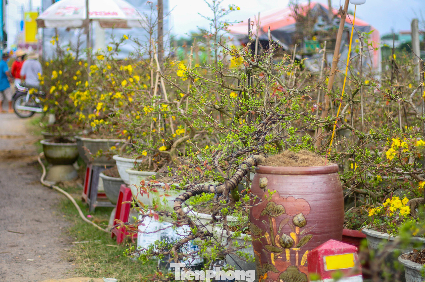 Vắng khách, các chủ vườn ở 'thủ phủ' mai vàng miền Trung rao cây trên mạng xã hội ảnh 9