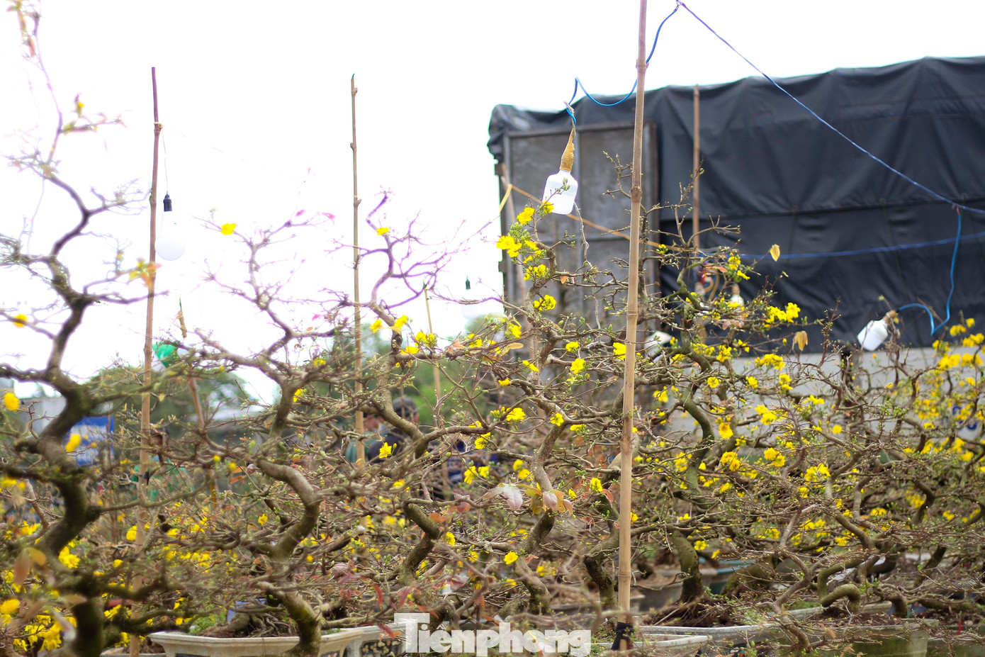 Vắng khách, các chủ vườn ở 'thủ phủ' mai vàng miền Trung rao cây trên mạng xã hội ảnh 11