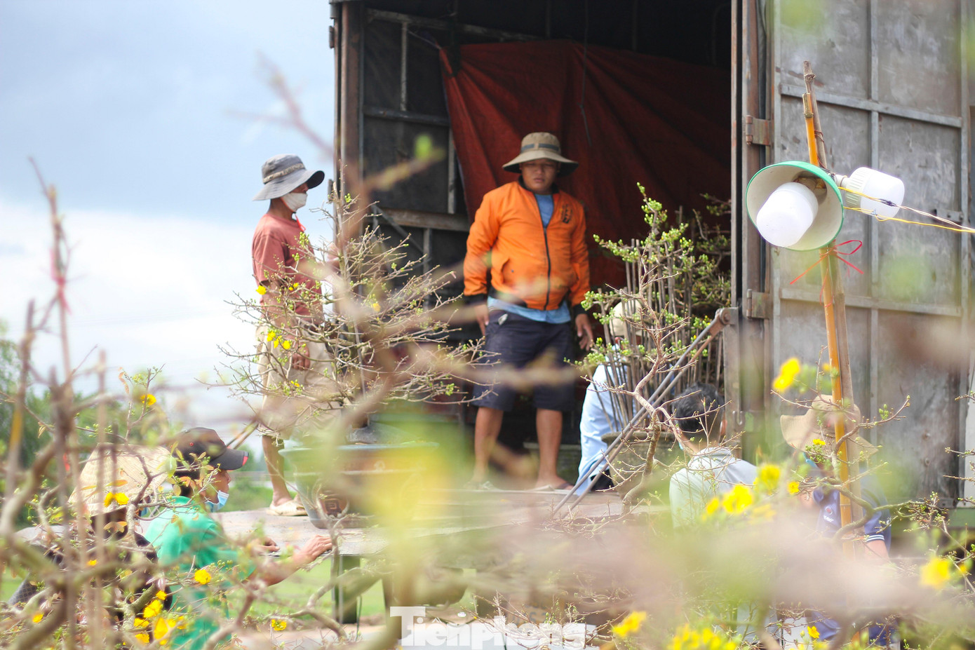 Vắng khách, các chủ vườn ở 'thủ phủ' mai vàng miền Trung rao cây trên mạng xã hội ảnh 6