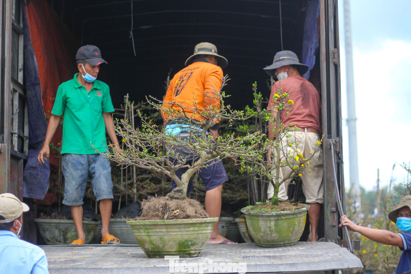 Vắng khách, các chủ vườn ở 'thủ phủ' mai vàng miền Trung rao cây trên mạng xã hội ảnh 7