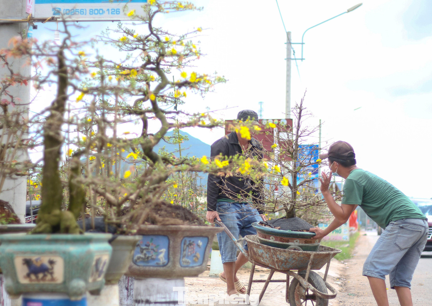 Vắng khách, các chủ vườn ở 'thủ phủ' mai vàng miền Trung rao cây trên mạng xã hội ảnh 5