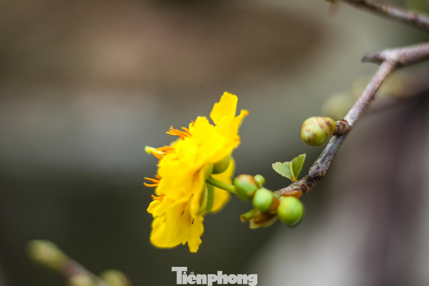 Vắng khách, các chủ vườn ở 'thủ phủ' mai vàng miền Trung rao cây trên mạng xã hội ảnh 12