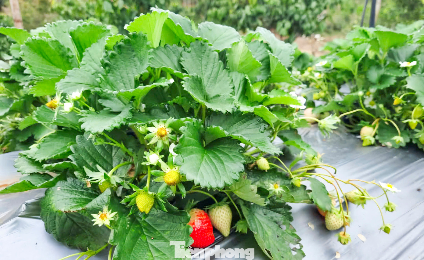 Chủ vườn bố trí trồng nhiều loại cây khác nhau, đa số là các loại rau củ ngắn ngày. Trong đó, một điểm khác biệt mà du khách đến đây cứ ngỡ đang lạc vào “xứ sở sương mù - Đà Lạt” đó là vườn dâu tây.