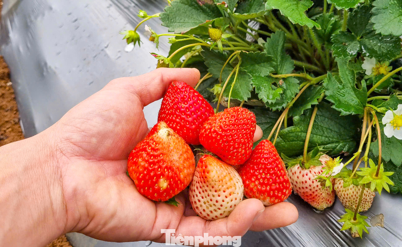 Khách du lịch đến vườn sẽ được miễn phí vào tham quan, nếu có nhu cầu trải nghiệm thì sẽ được tận tay thu hoạch dâu tây. Nếu khách mua, số trái sau khi hái sẽ được cân ký để tính tiền.