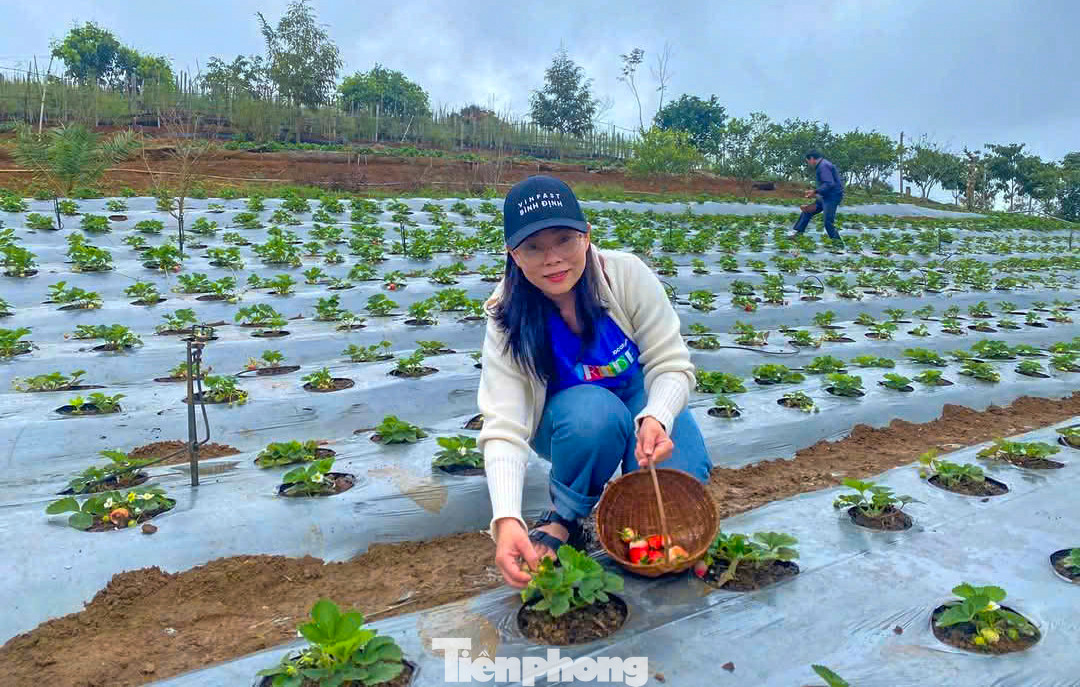 Du khách trải nghiệm thu hoạch dâu tây.