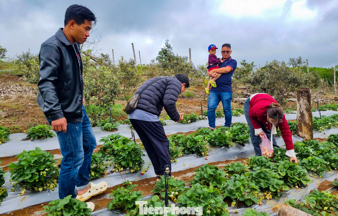Dù diện tích không phải là quá lớn, thế nhưng đây được xem là một mô hình khá mới mẻ, với loại trái cây đặc trưng mà ít nơi nào ở Bình Định trồng được.