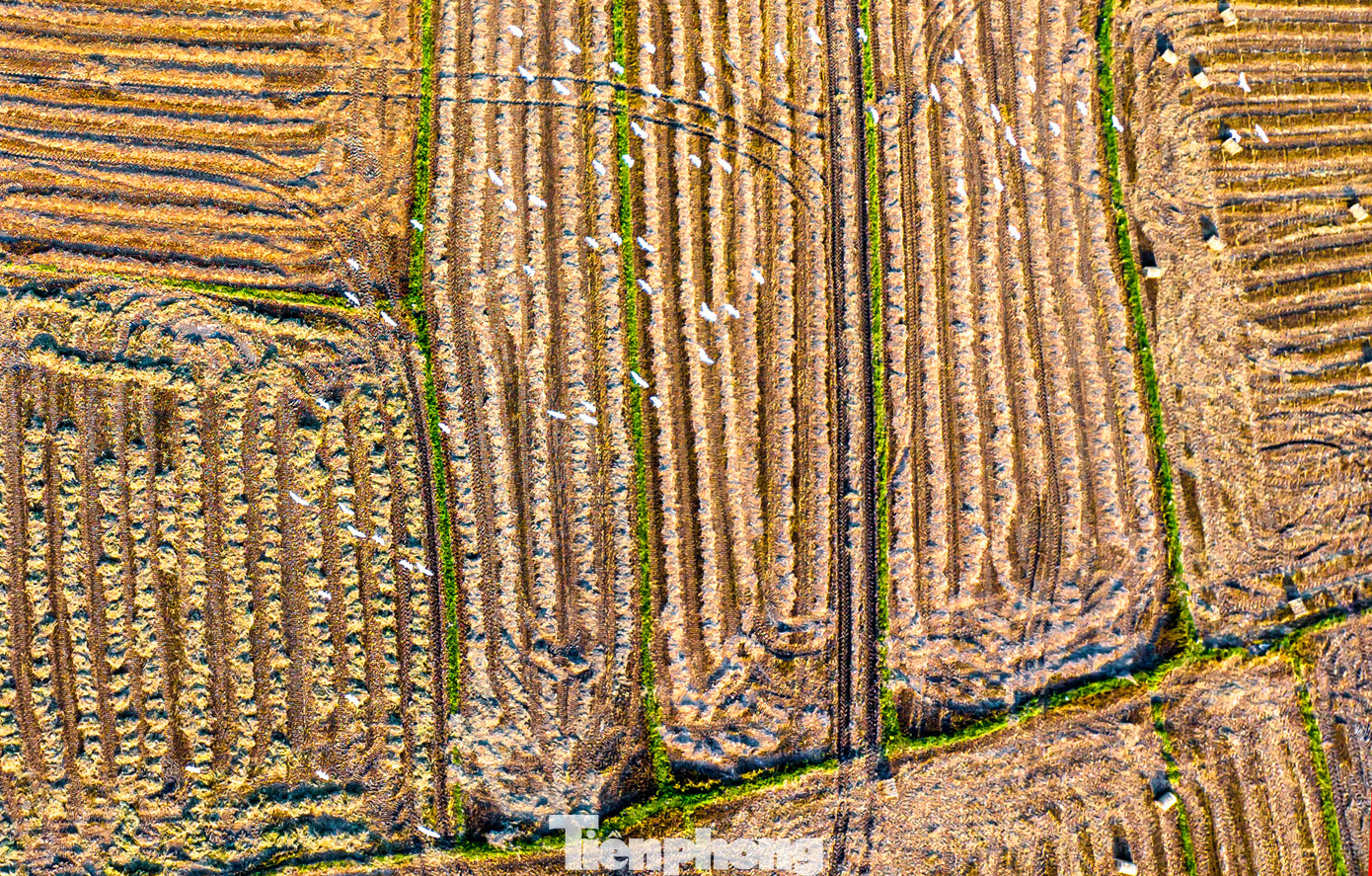 Đồng ruộng thẳng cánh cò bay, là yếu tố quan trọng để máy liên hợp đi được mọi nơi, người nông dân cũng đỡ vất vả hơn trong mùa vụ. (Ảnh: Dũng Nhân)