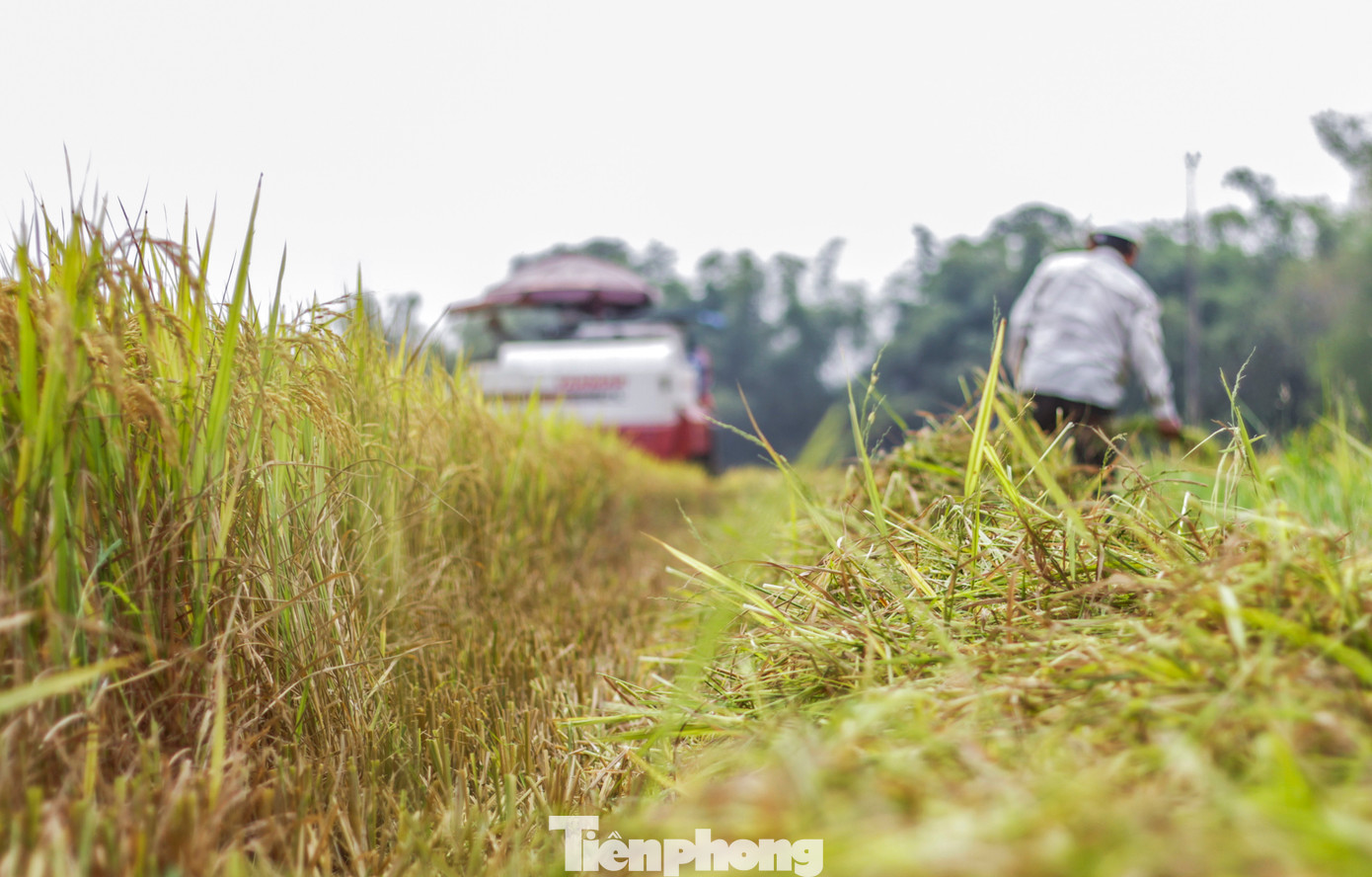 Theo UBND tỉnh Bình Định, toàn tỉnh đã gieo sạ được 46.881 ha lúa vụ Đông Xuân, đạt 99,6% và giảm 1,5% so với cùng kỳ. Hiện đã thu hoạch được 3.310 ha tại các huyện Phù Mỹ, Tây Sơn, Hoài Ân và thị xã Hoài Nhơn. (Ảnh: Trương Định)