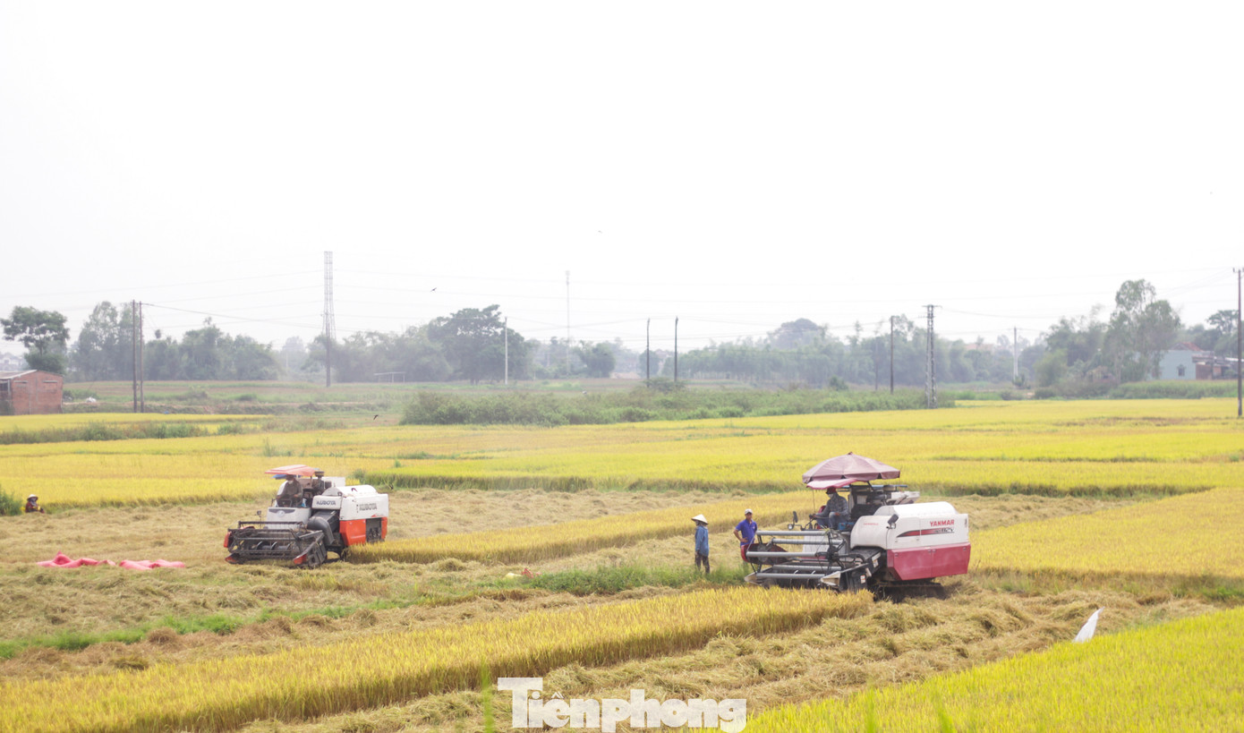 Thời điểm này, tại một số cánh đồng của huyện Tuy Phước hay thị xã An Nhơn của tỉnh Bình Định, lúa đã chín vàng, một số đã được thu hoạch, số còn lại đang chờ gặt trong vài ngày tới. (Ảnh: Trương Định)
