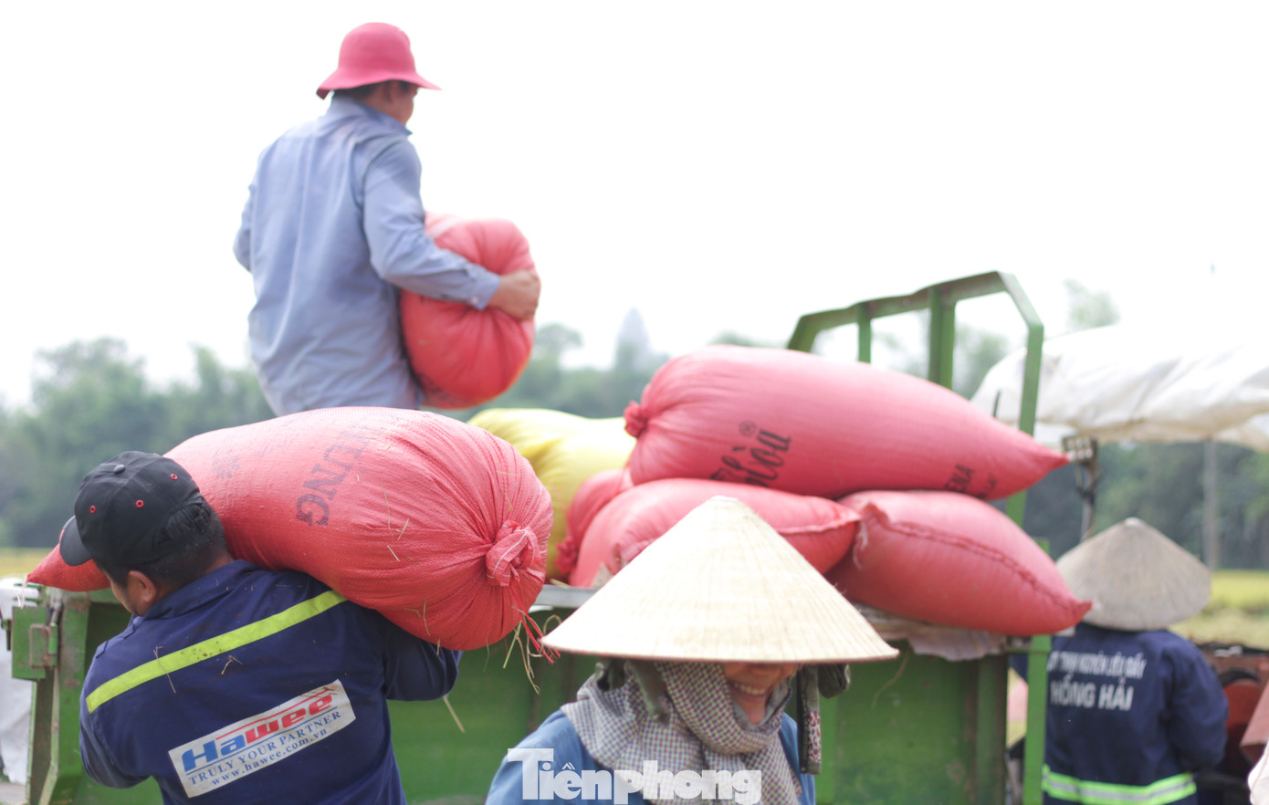 Lúa được đóng bao đưa về nhà. (Ảnh: Trương Định)