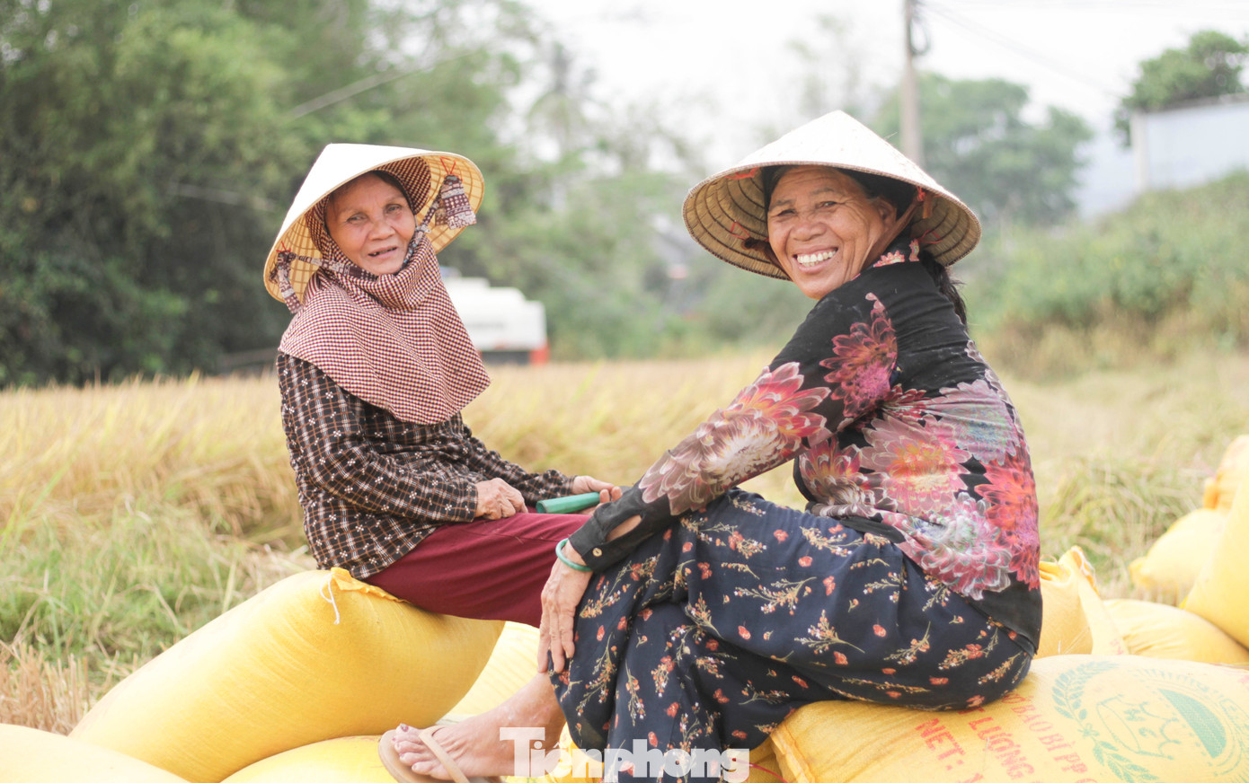 Năm nay do thời tiết thất thường nên năng suất lúa không đạt so với mọi năm nhưng nhìn những cánh đồng chín vàng cũng đem lại niềm vui cho người nông dân. (Ảnh: Trương Định)