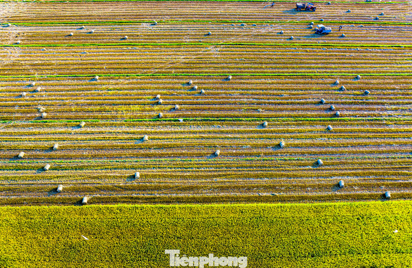 Cánh đồng lúa chín vàng, thẳng cánh cò bay vào mùa gặt ở Bình Định. (Ảnh: Dũng Nhân)