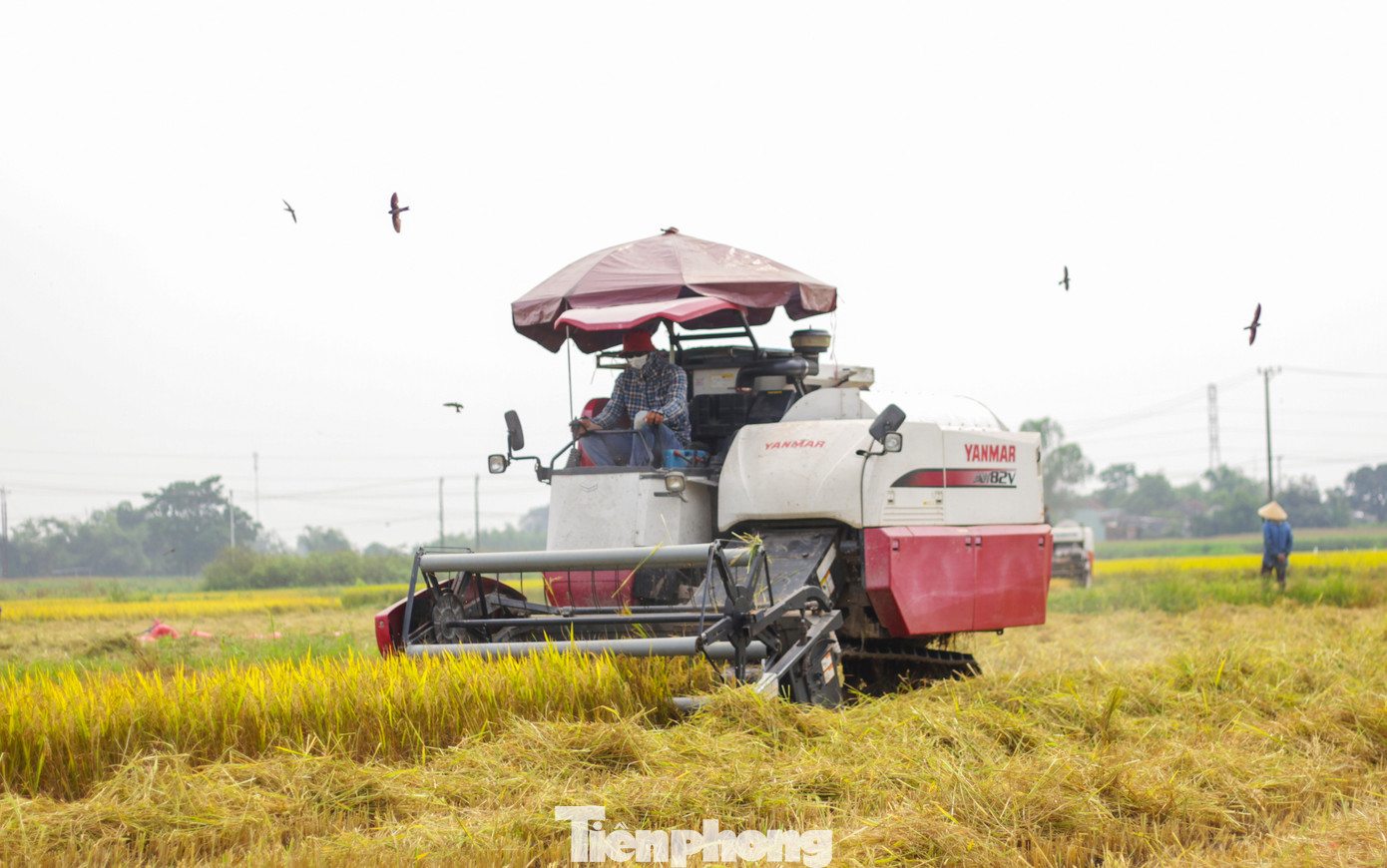 Từ nhiều năm nay, người trồng lúa không còn gặt tay như cách làm nông truyền thống, mà đã có máy liên hợp thay thế sức người. Các máy liên hợp sẽ gặt, đóng bao, trả lúa về bờ. Giá thuê máy khoảng 160 nghìn đồng/sào. Sau đó người nông dân tiếp tục thuê xe vận chuyển lúa về nhà. (Ảnh: Trương Định)