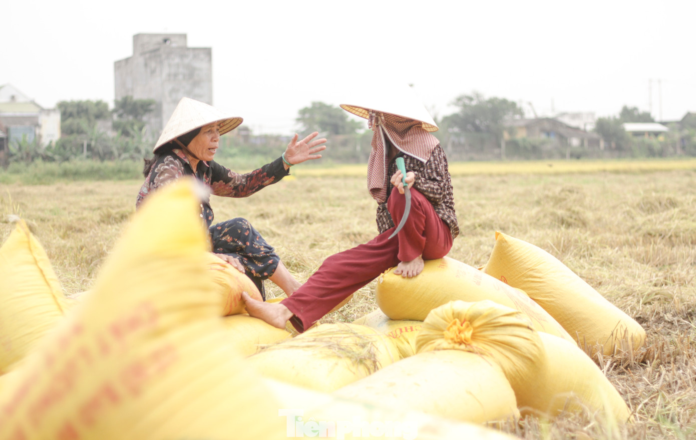 Bà Hà Thị Sáu (63 tuổi, phường Nhơn Hòa, thị xã An Nhơn) cho biết, vụ này gia đình bà làm 6 sào ruộng hiện đã cắt được 4 sào, tuy nhiên so với những năm trước năng suất có giảm.“Năm nay tính ra sản lượng cũng không đạt, ví như năm trước có đám cắt được 16 bao thì năm nay cắt chỉ còn 14 bao. Ở đây một đám lúa số lượng giảm từ 2 đến 3 bao là chuyện bình thường”, bà Sáu nói. (Ảnh: Trương Định)