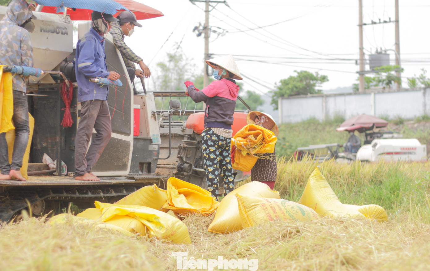 Cũng đang thu hoạch trên cánh đồng đội 2 của phường Nhơn Hòa, thị xã An Nhơn, bà Nguyễn Thị Lựu (60 tuổi) cho hay, năm nay thời tiết lạnh nhiều rồi đợt sạ lại gặp mưa nên cây lúa không phát triển được. “So với mọi năm, 3 sào của cô sau khi cắt xong được 28 bao lúa nhưng giờ chỉ còn 23 bao”, bà Lựu nói. (Ảnh: Trương Định)